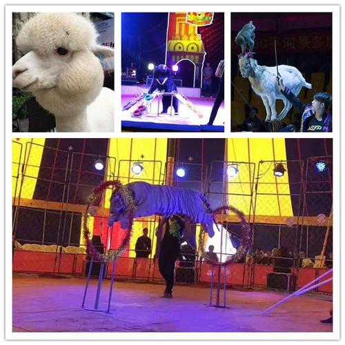 行業(yè)資訊 >正文    實(shí)力雄厚的馬戲團(tuán)表演出租周口市 動(dòng)物租賃中心