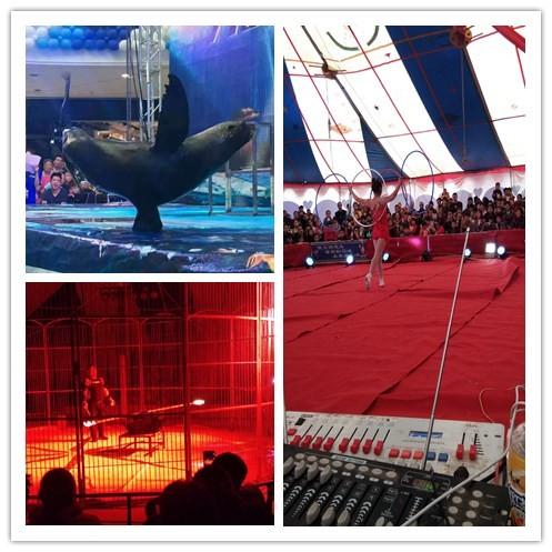 鹿泉馬戲團雜技表演租賃有多少節(jié)目