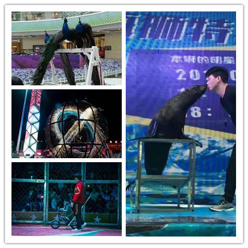 遂平馬戲團(tuán)表演租賃馬戲團(tuán)表演出租檔期查詢