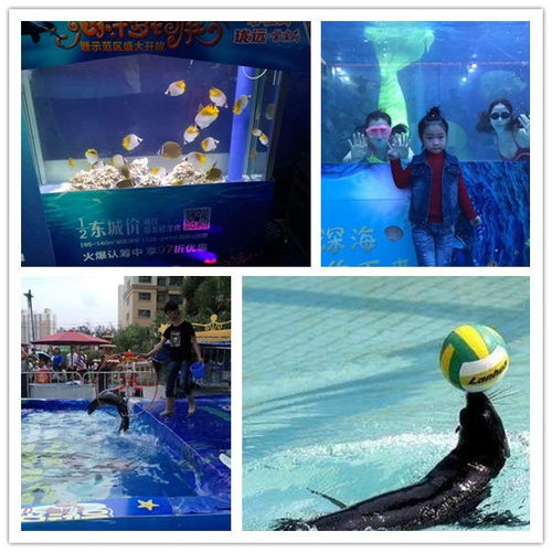 額爾古納市哪里有出租鸚鵡表演的人氣火爆