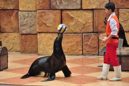 馬戲團表演租賃瓊結縣怎么合作