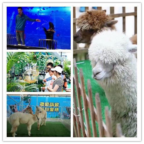 南澳縣馬戲團(tuán)表演出租