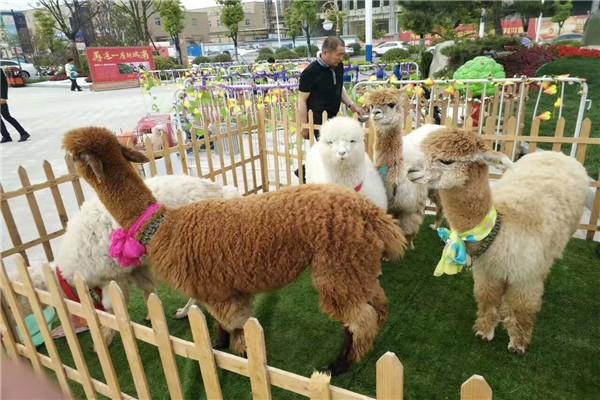 雙鴨山市雜技專場(chǎng)表演哪出租馬戲團(tuán)表演