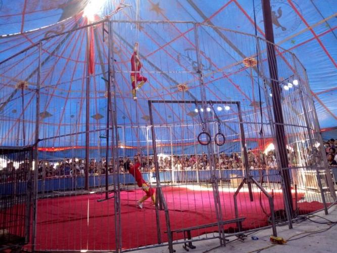 佛山哪有出租羊駝的-馬戲團暖場雙十一