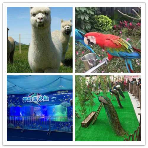 四會馬戲團表演出租順展優惠