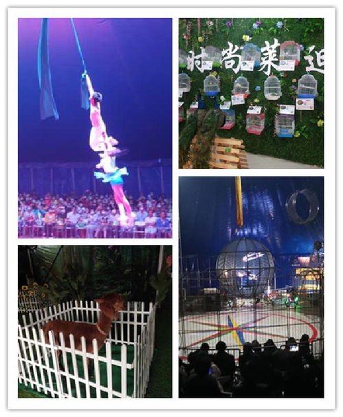 【費縣海獅表演出租馬戲團出租租賃公司】- 