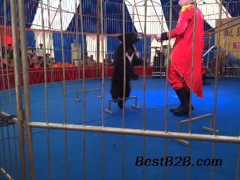 馬戲團表演租賃公司大型活動演出節目出租馬戲團方案資_志趣網