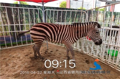 威海出租整套馬戲團表演,滿意后結款