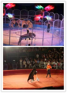 新密市哪里有馬戲團(tuán)表演出租的嗎都有哪些節(jié)目動物雜技等表演