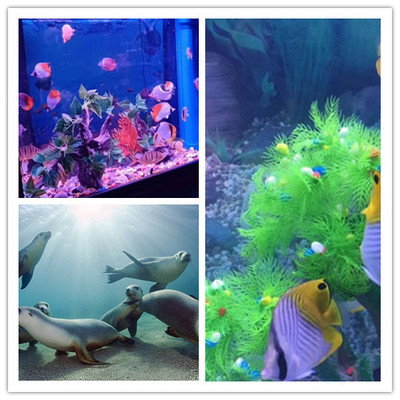 宜州馬戲團(tuán)表演出組萌嗨全場