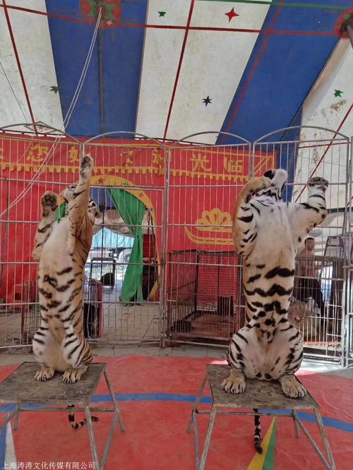 阿拉善盟雜技馬戲團(tuán)表演活動資源