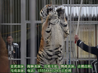 陜西省出租企鵝-可暖場互動