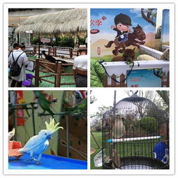 衛輝市附近出租馬戲團大飛輪表演聯系電話