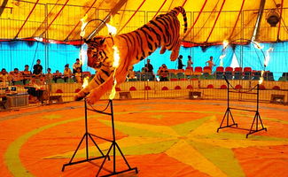 馬戲團出租租賃四川馬戲團表演哪里有出租的馬戲團表演