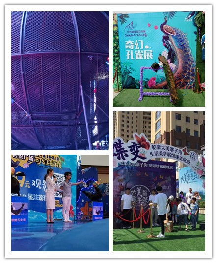 臺州市本地雜技馬戲團表演出租