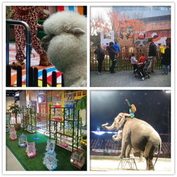 馬戲團租賃嘉峪關(guān)市