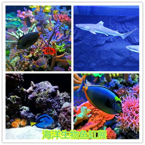 東陽當?shù)伛R戲團表演租賃