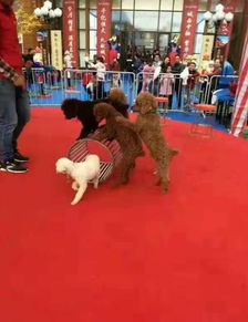 馬戲團雜技表演價格一天多少錢出租公司介紹 貨源充足