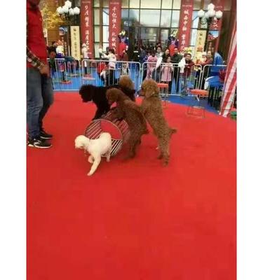 馬戲團出租公司 小馬戲出租電話多少