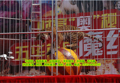 河北省三河市海洋生物租賃萌寵馬戲團表演