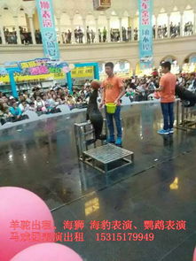 出租馬戲團(tuán)表演d沈陽海獅 海豹表演租賃公司