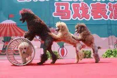 晉城市城區(qū)羊駝出租動物出租展覽 在哪展覽