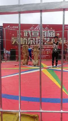 2023馬戲團(tuán)租賃萌寵活動方案