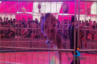 廣元市哪里出租馬戲團(tuán)表演信譽商家