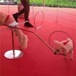 萌寵出租長期羊駝租賃哪里有畢節市