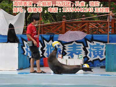 租賃海獅表演、馬戲團表演、-嘉興市