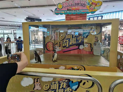晉城哪里有租賃企鵝表演 呂梁企鵝展覽租賃公司暖場氛圍