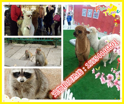 澳洲進口羊駝、矮馬哪里有賣的、武穴市_動物表演出租_馬戲團動物表演_羊駝租賃_山東金鵬珍禽養殖場 - 商國互聯網