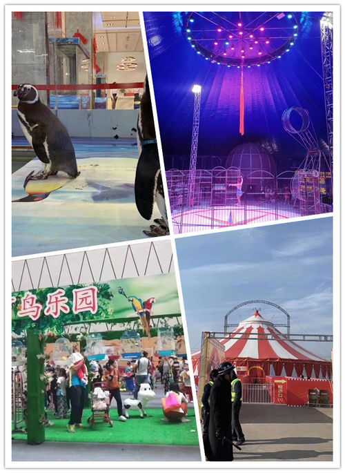 提前預定楚雄市海獅表演出租與馬戲團表演合作指南