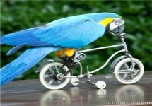 長泰鱷魚表演出租價(jià)格與馬戲團(tuán)合作指南