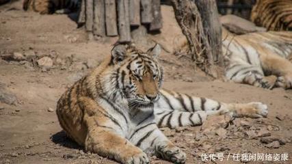 養(yǎng)虎為患 馬戲團(tuán)無資質(zhì)飼養(yǎng)老虎釀悲劇