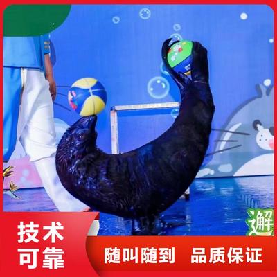 寧德市霞浦縣分公司雜耍演出與動物展覽服務(wù)公告