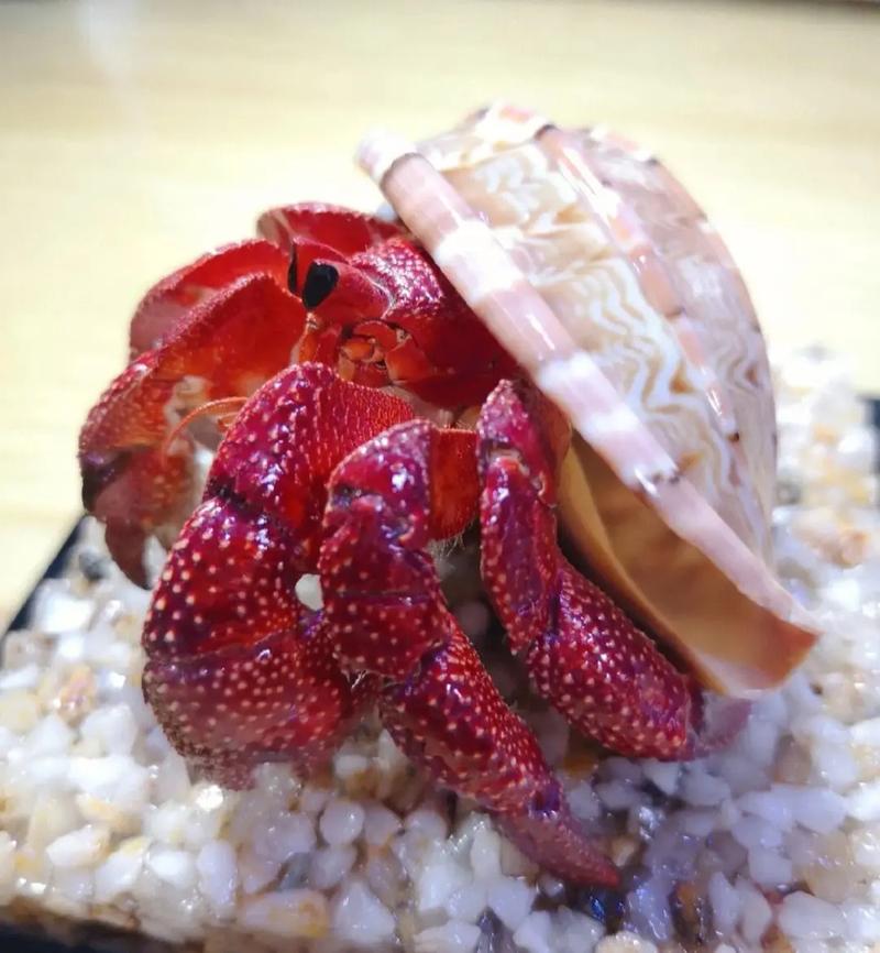 三明萌寵與特色表演租賃服務(wù) 打造難忘的娛樂體驗